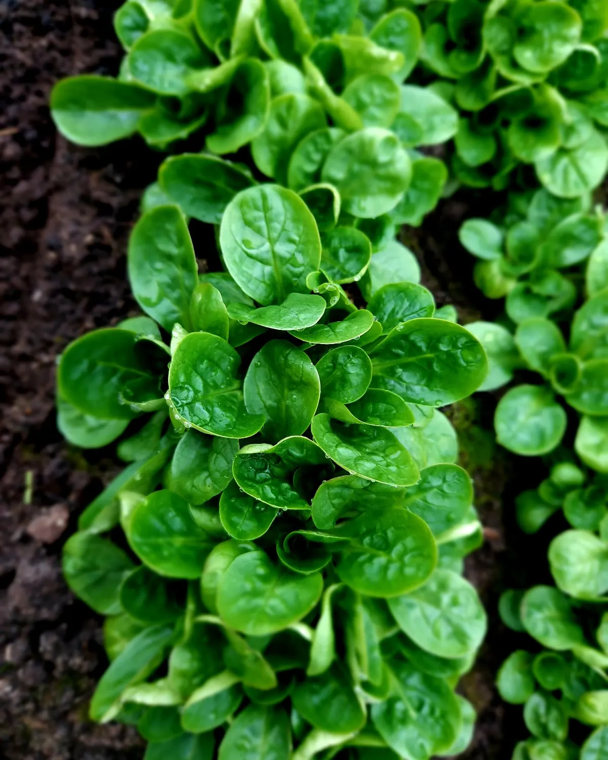 Feldsalat wächst in dichten Reihen, Tropfen auf den Blättern