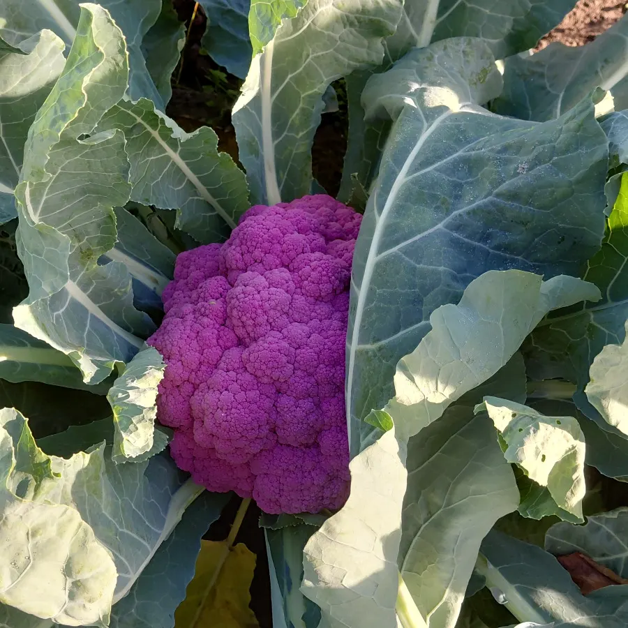 Lila Blumenkohl zwischen seinen Blättern