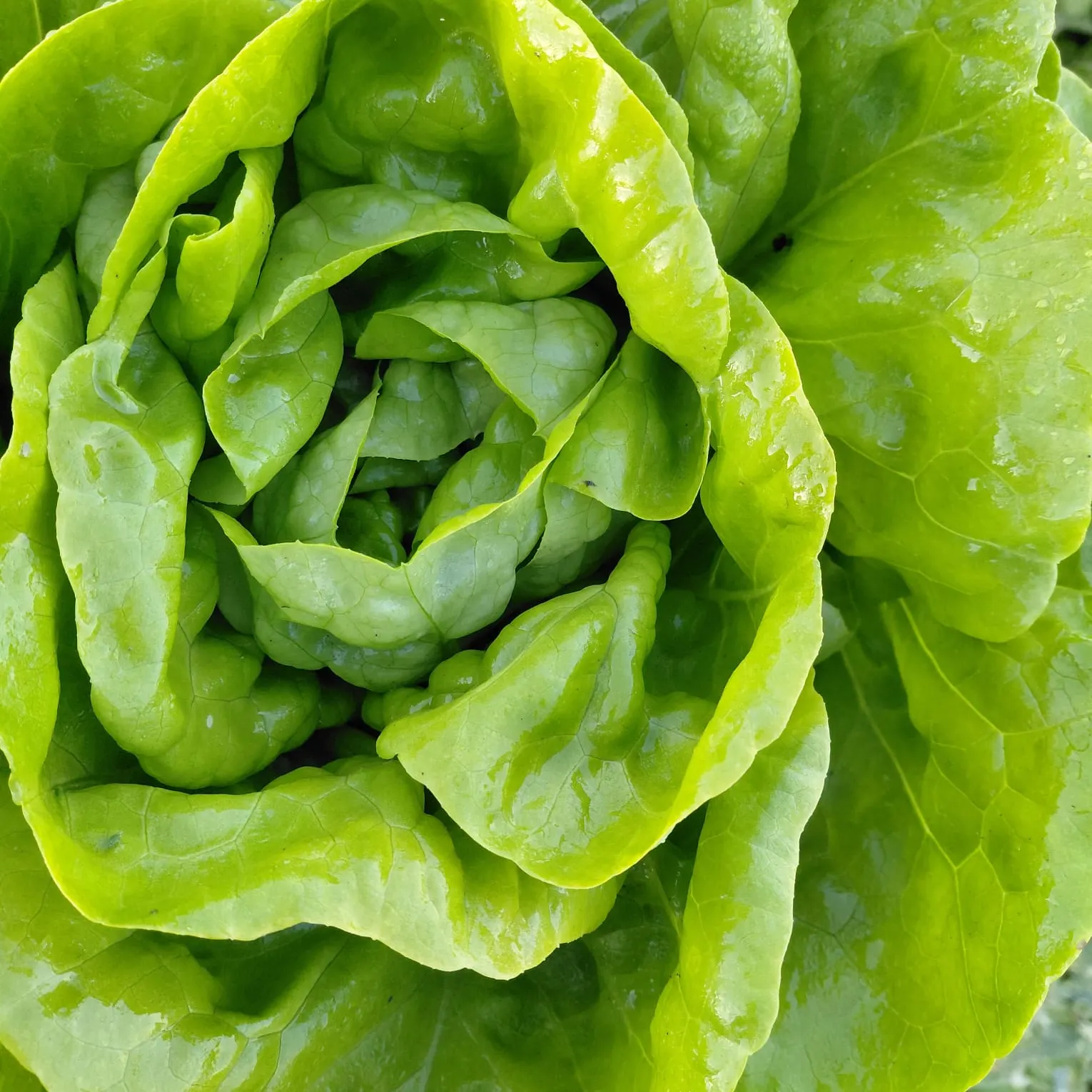 Grüner Kopfsalat im Beet