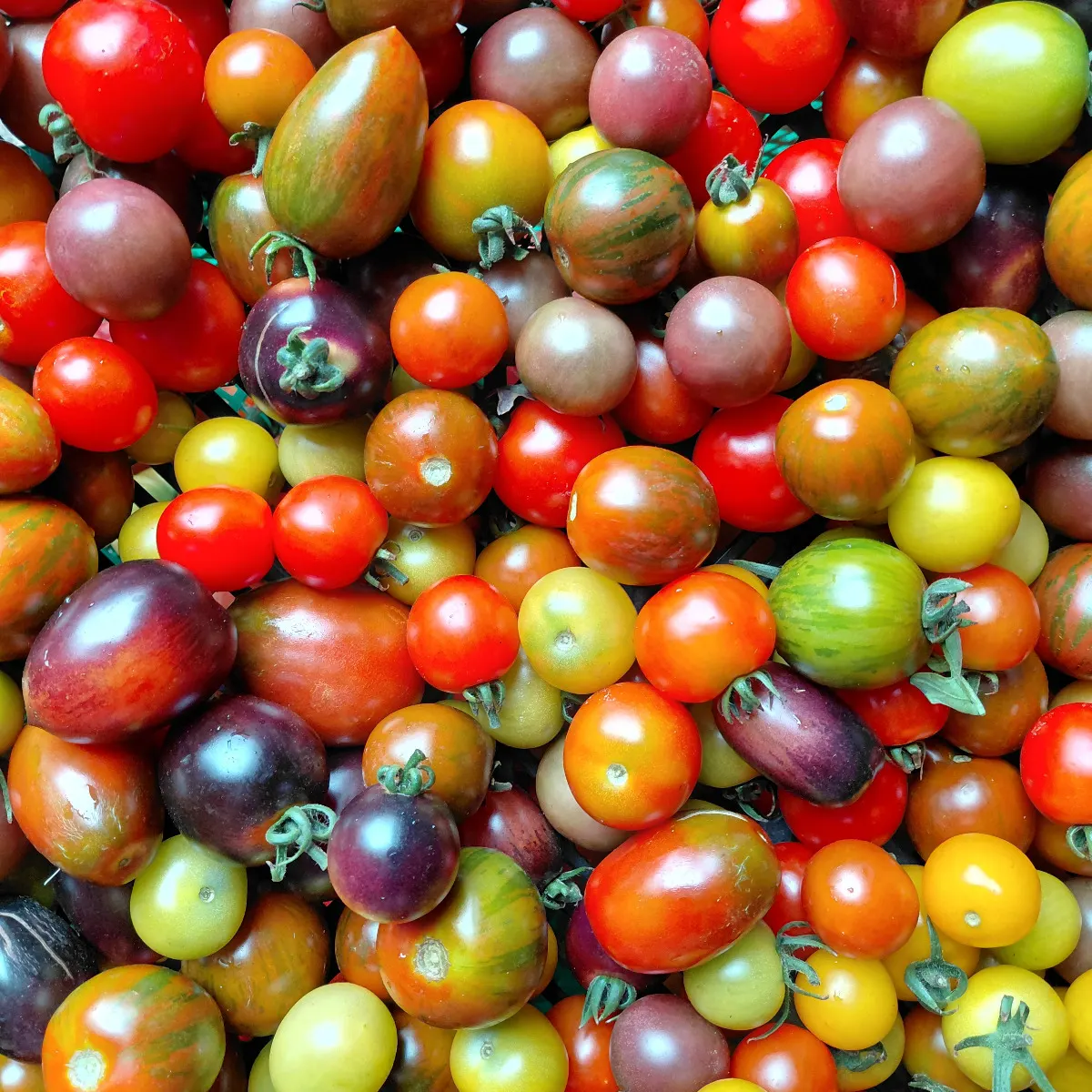 Bunte Kirschtomaten in vielen Sorten
