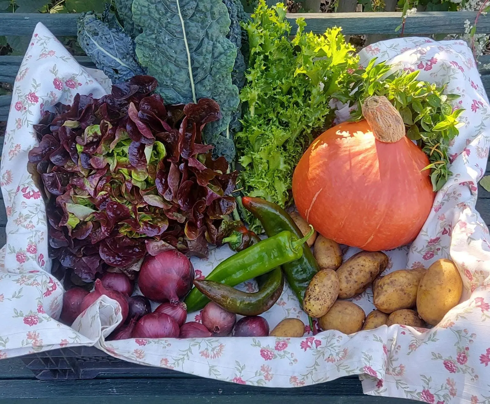 Ernte im Korb: Hokkaido-Kürbis, Schwarzkohl, roter Salat, Endivie, Paprika, rote Zwiebeln und Kartoffeln