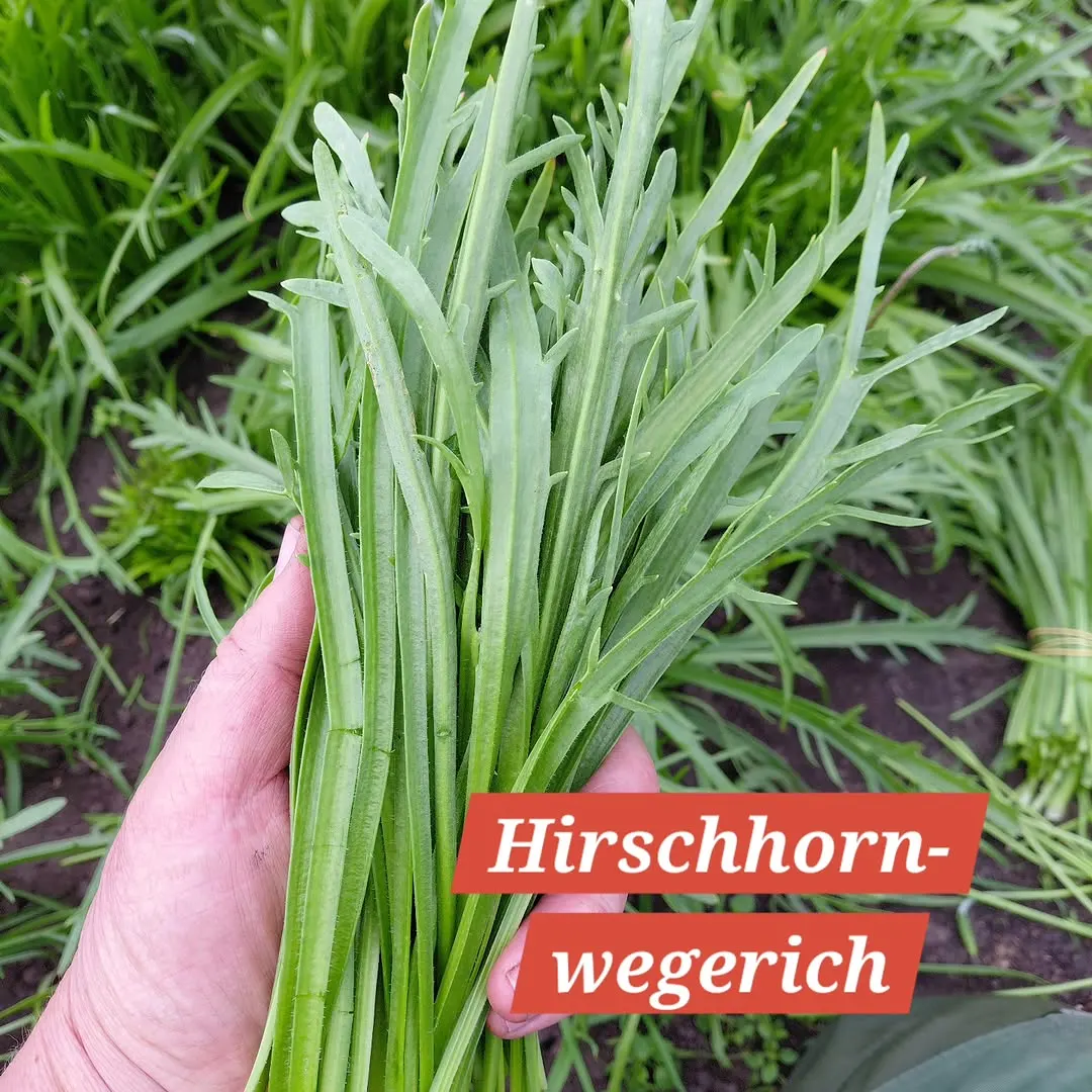 Foto aus einem Instagram-Beitrag von Gemüseliebe, 6. Mai 2026