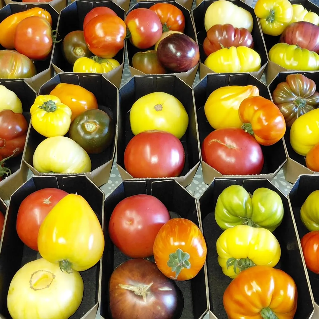 Foto aus einem Instagram-Beitrag von Gemüseliebe, 14. August 2026