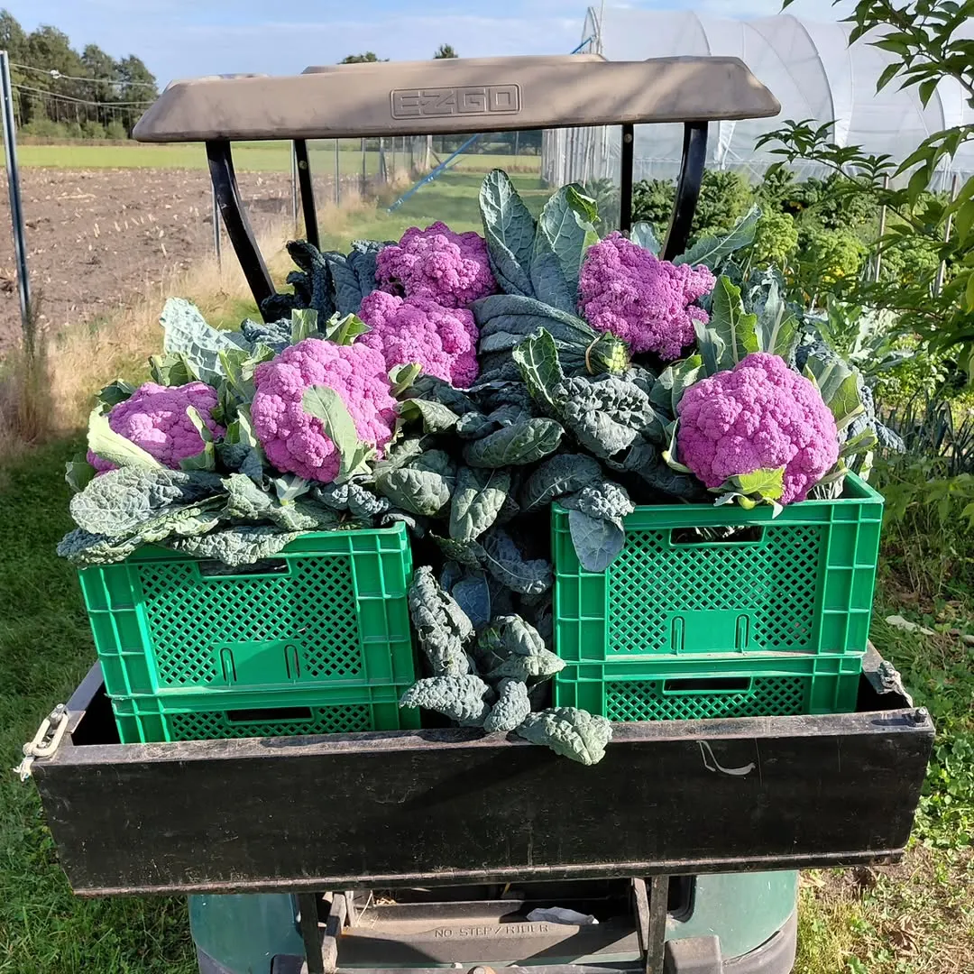 Foto aus einem Instagram-Beitrag von Gemüseliebe, 30. September 2026