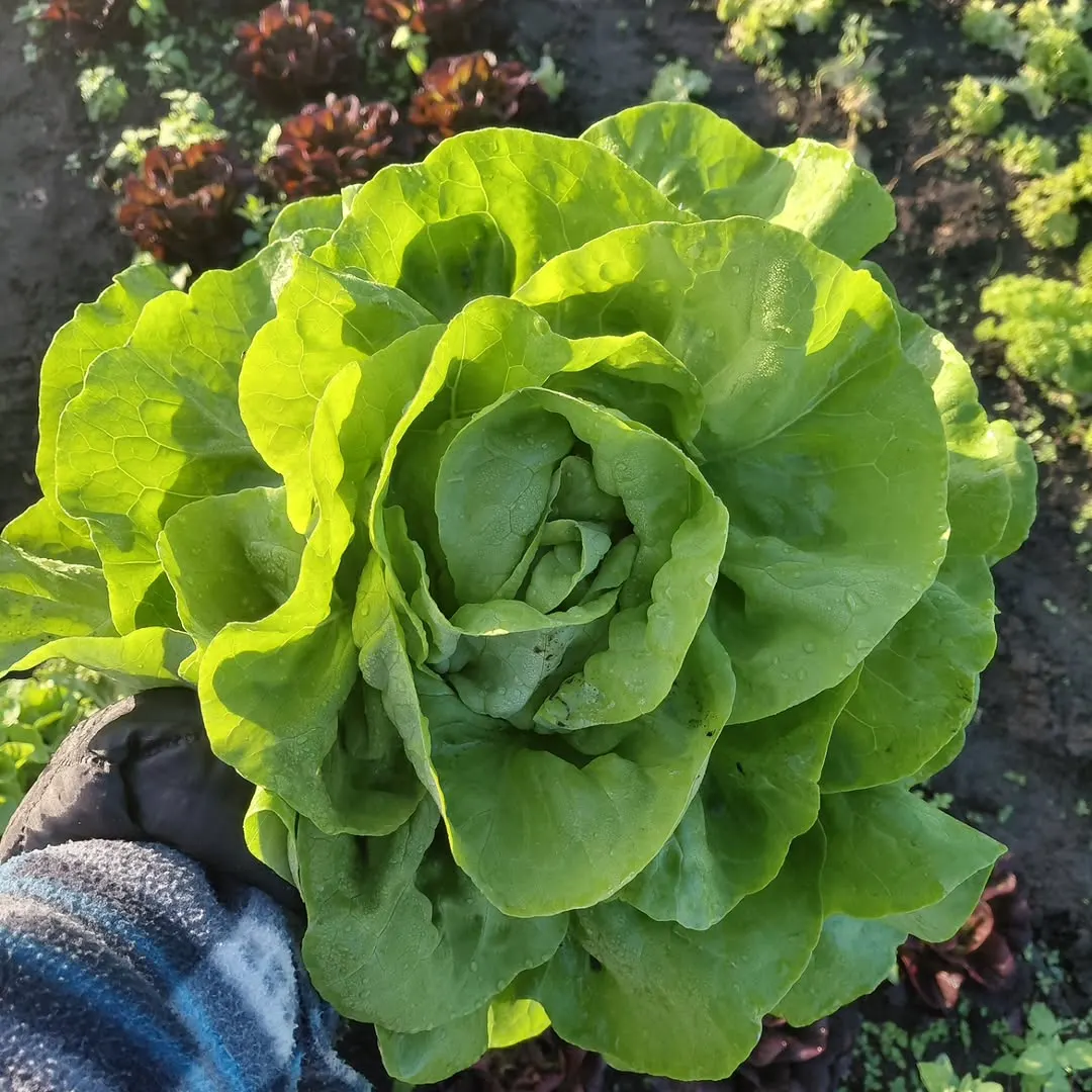 Foto aus einem Instagram-Beitrag von Gemüseliebe, 16. September 2026
