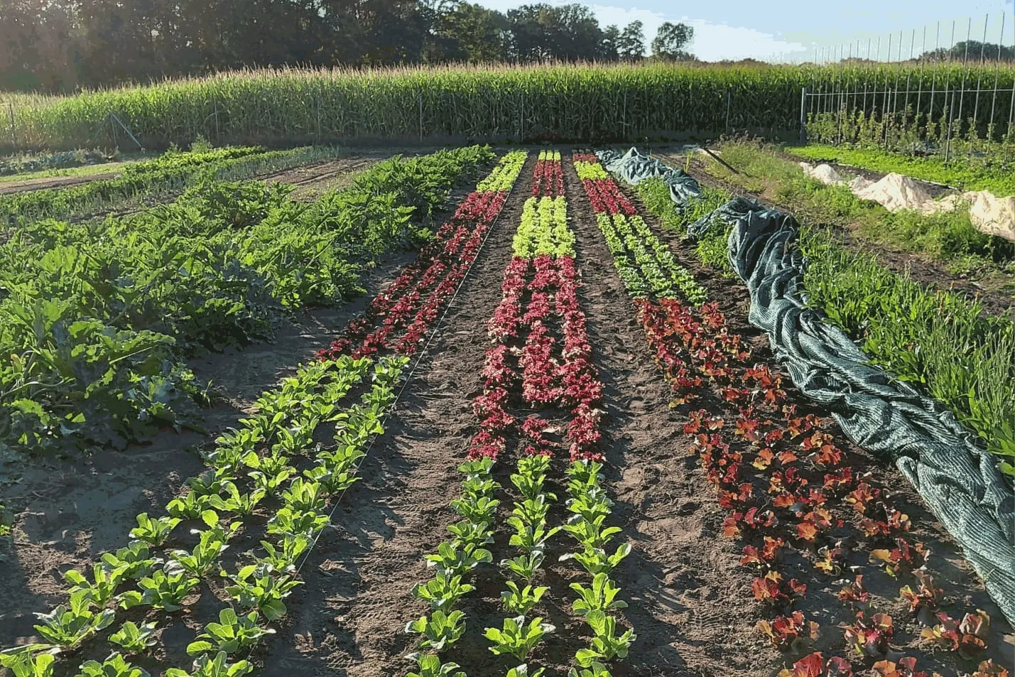 Bunte Salatreihen in Grün und Rot, dahinter das Maisfeld im Abendlicht