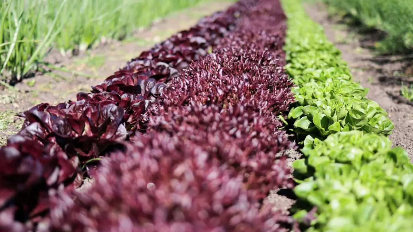 Salatreihen auf unserem Feld
